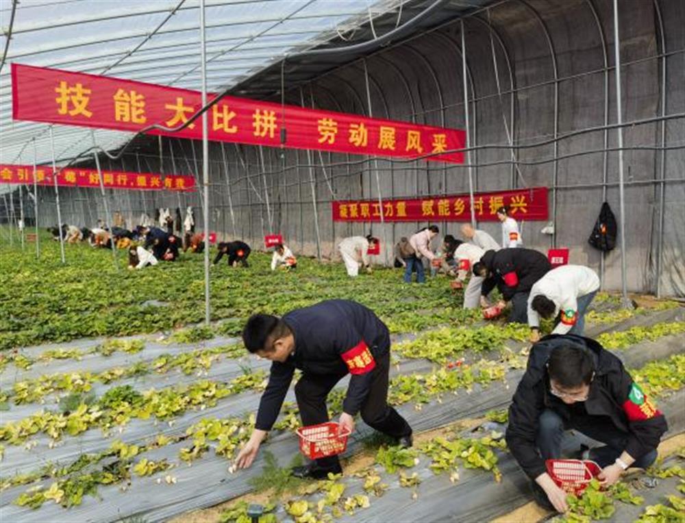 采摘競技展風(fēng)采！產(chǎn)發(fā)集團(tuán)參加工會助力鄉(xiāng)村振興“十大行動”工友創(chuàng)業(yè)園勞動競賽